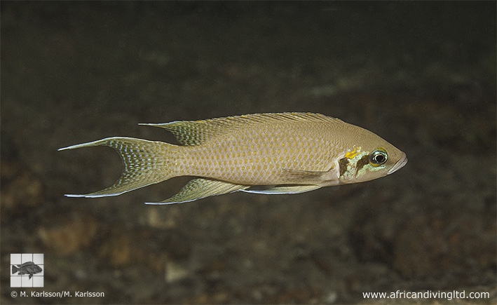 Neolamprologus pulcher 'Katondo Point'